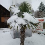 Palma konopná (Trachycarpus fortunei) - výška 20-30 cm, kont. C3L ( -17°C)